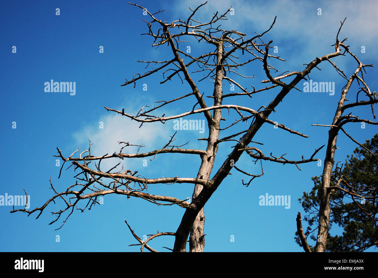 Tree,Tree,tree, angle, beams, beautiful, beauty, beech tree, calm, calmness, england, English, ethereal, Europe, European, folio Stock Photo