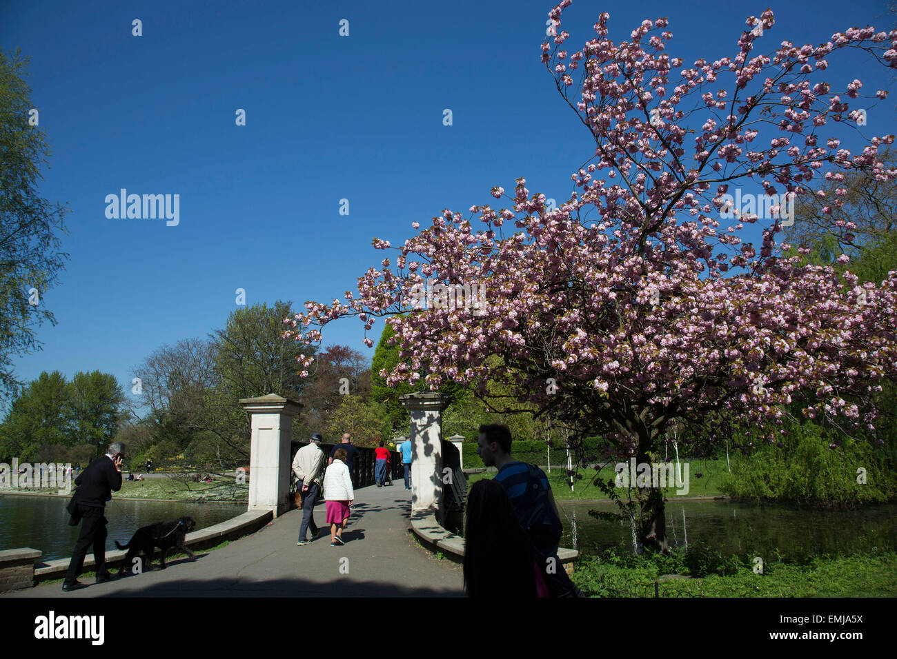 Regents Park, London, UK. 21st Apr, 2015. Pink cherry blossom on trees