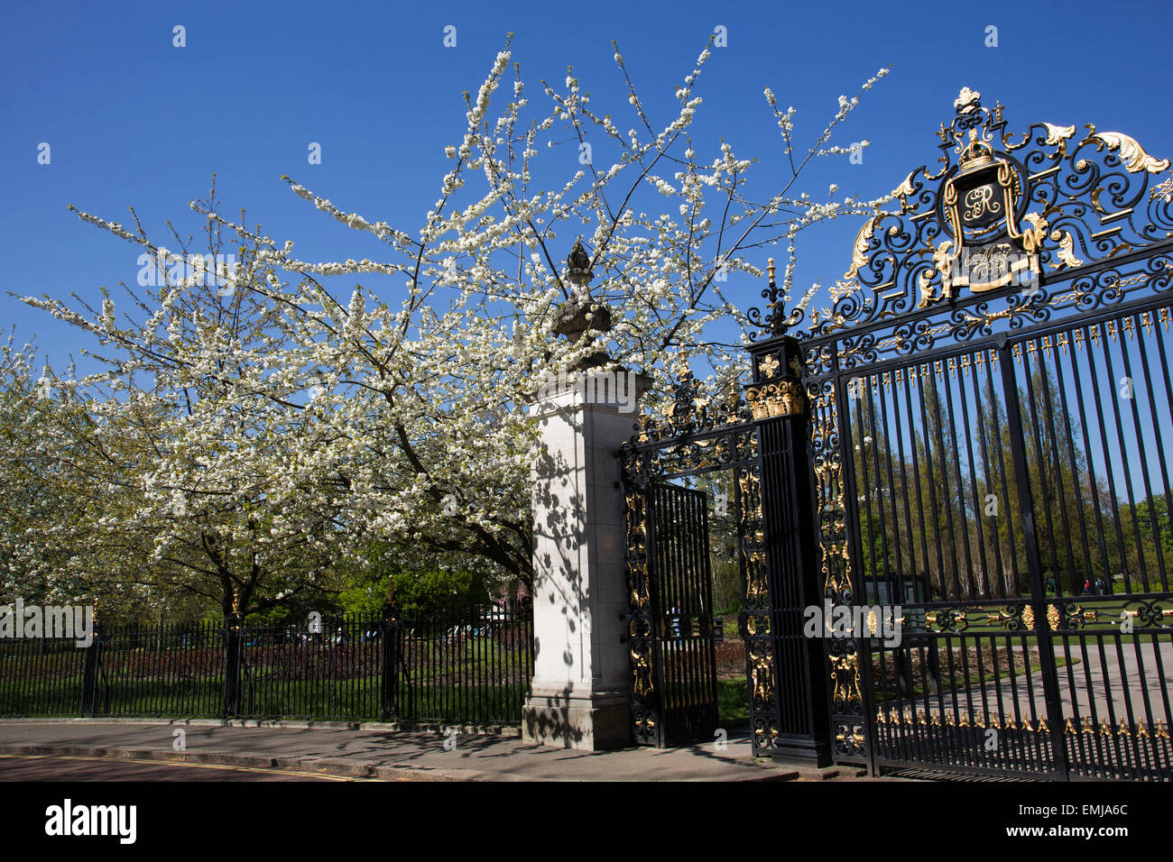 Regents Park, London, UK. 21st Apr, 2015. Cherry blossom on trees at