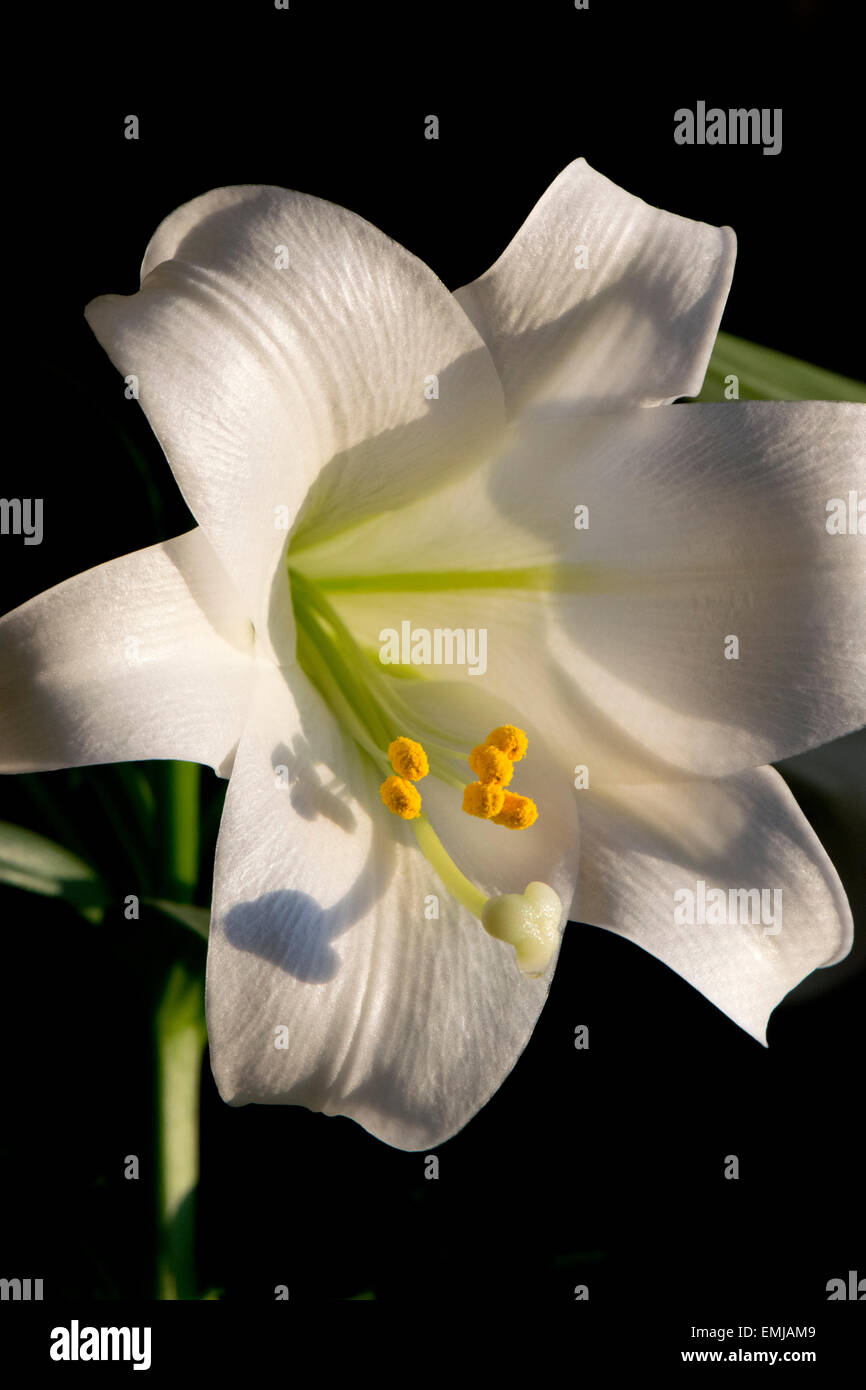 An Easter Lily. Stock Photo