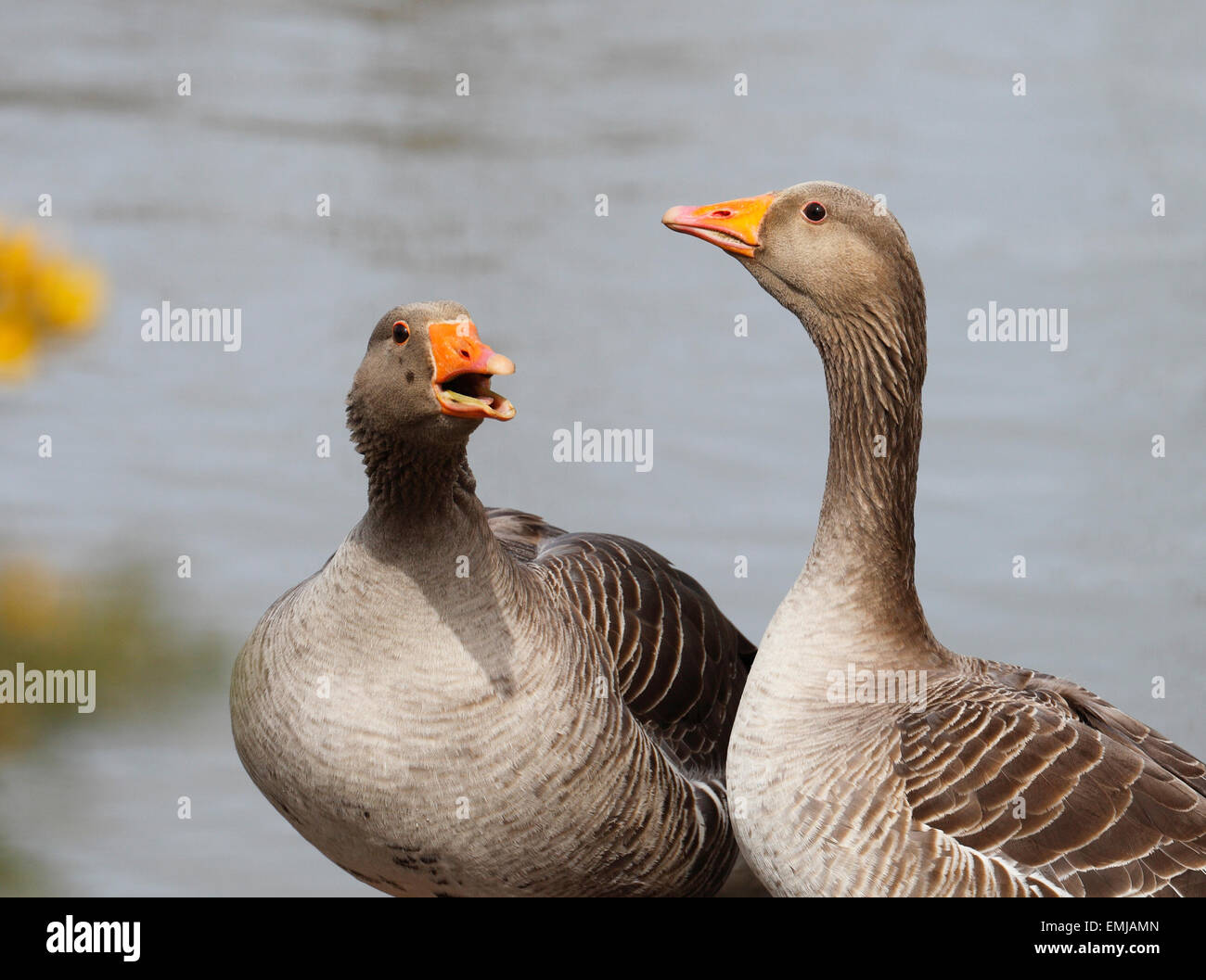 A pair of Greylag geese. Stock Photo