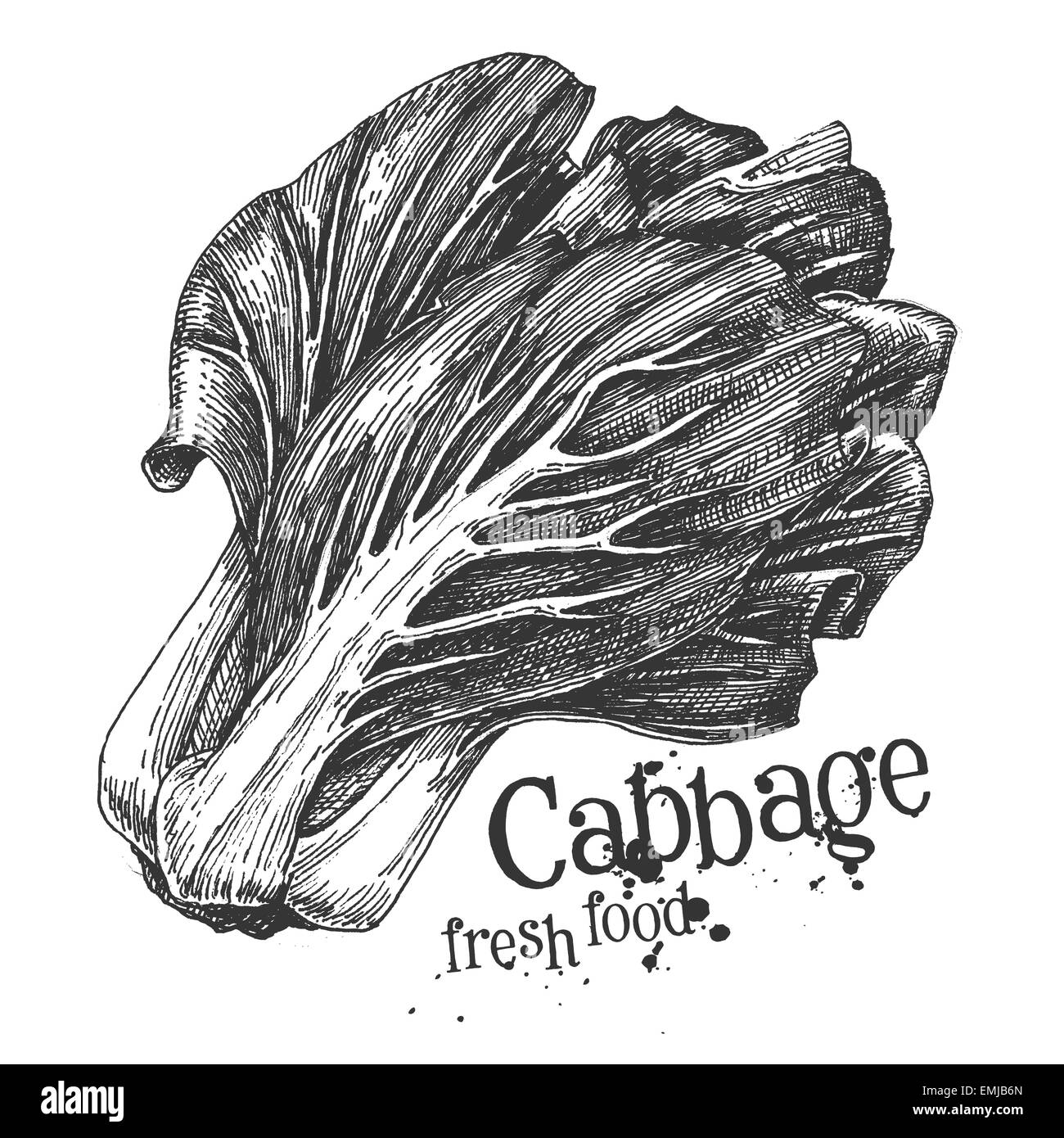 ripe cabbage on a white background. sketch Stock Photo