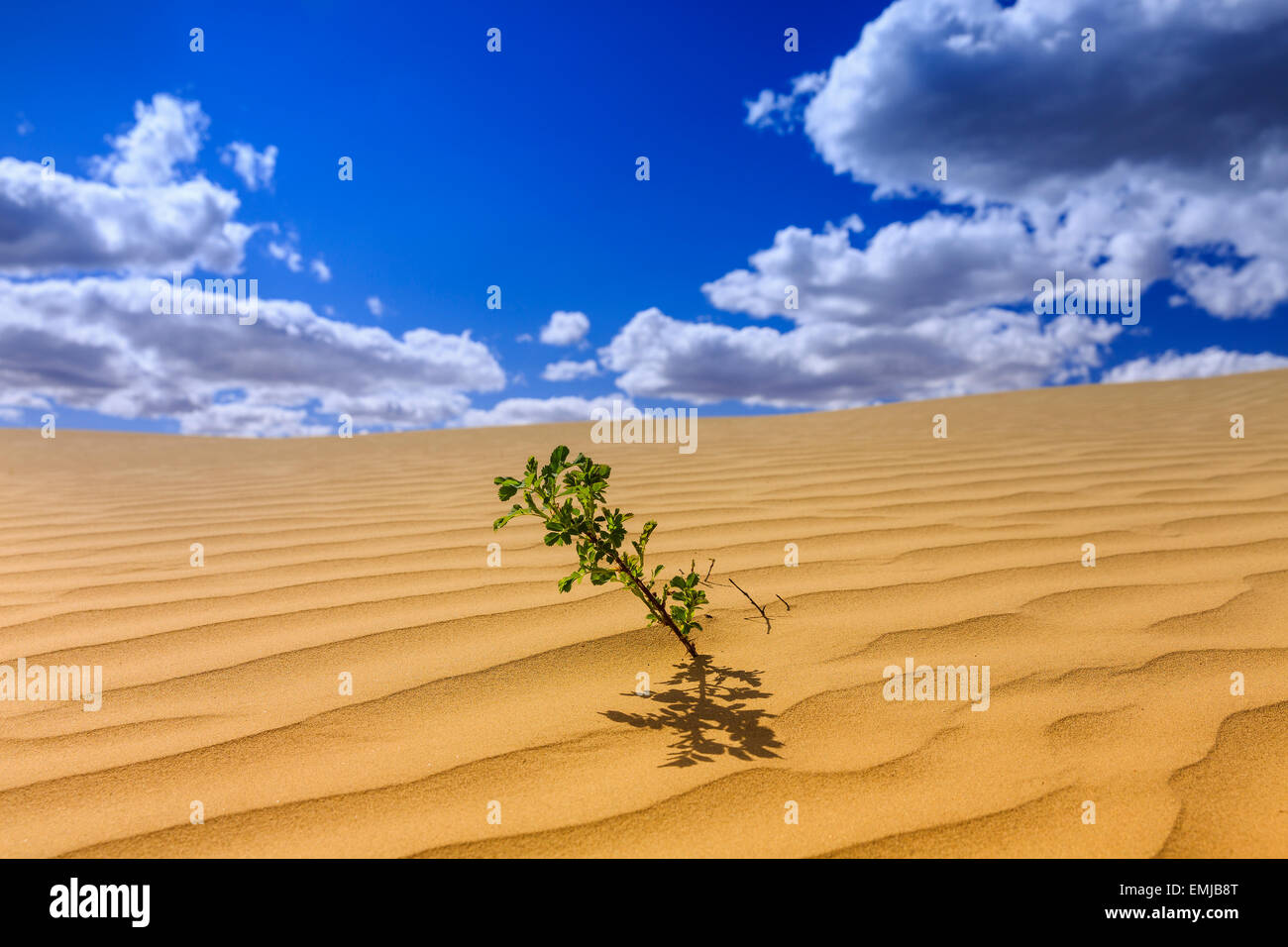 Great Sandhills Environment High Resolution Stock Photography and