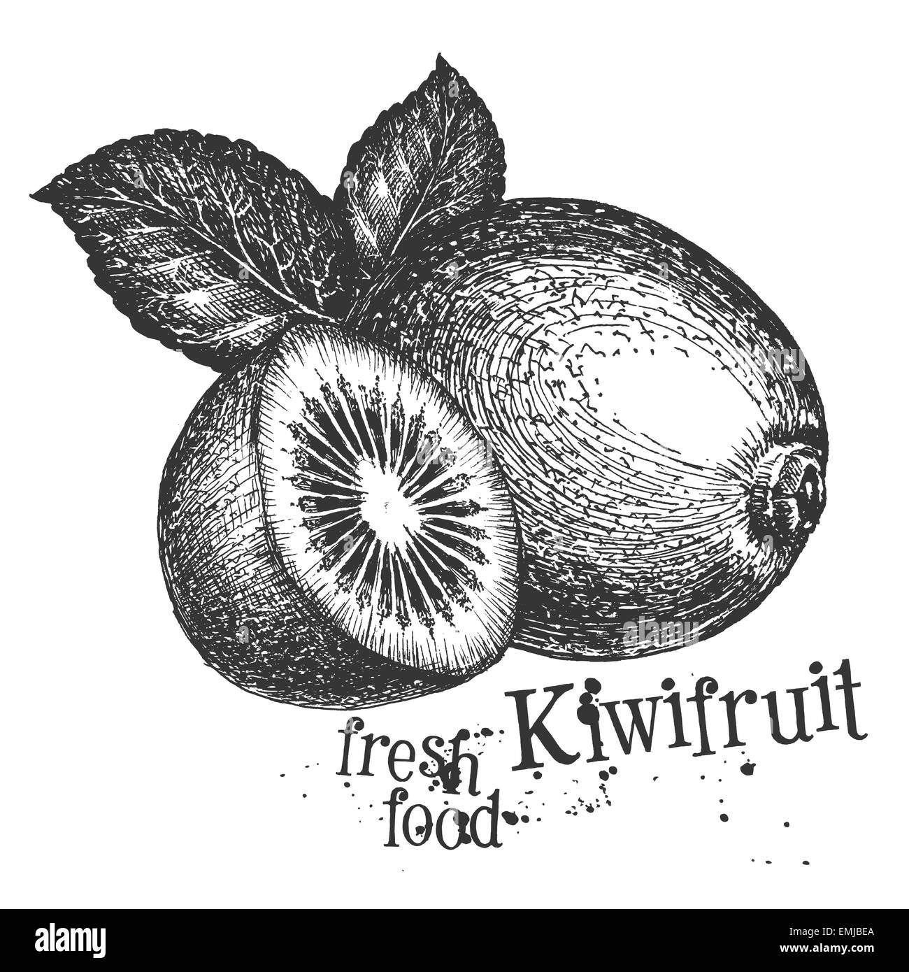 Hand Drawn Sketch Style Healthy Fruits. Apple, Kiwi Fruits And Mint Leaves  Branch. Vector Illustration Isolated On White Background. Royalty Free SVG,  Cliparts, Vectors, And Stock Illustration. Image 93936874.