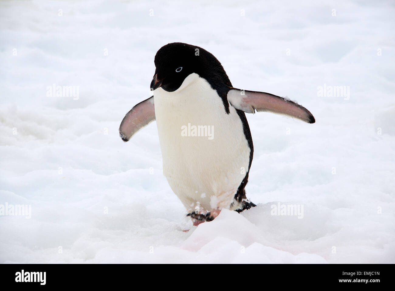 Adelie Penguin Peterman island Antarctic Peninsular Antartica Stock Photo