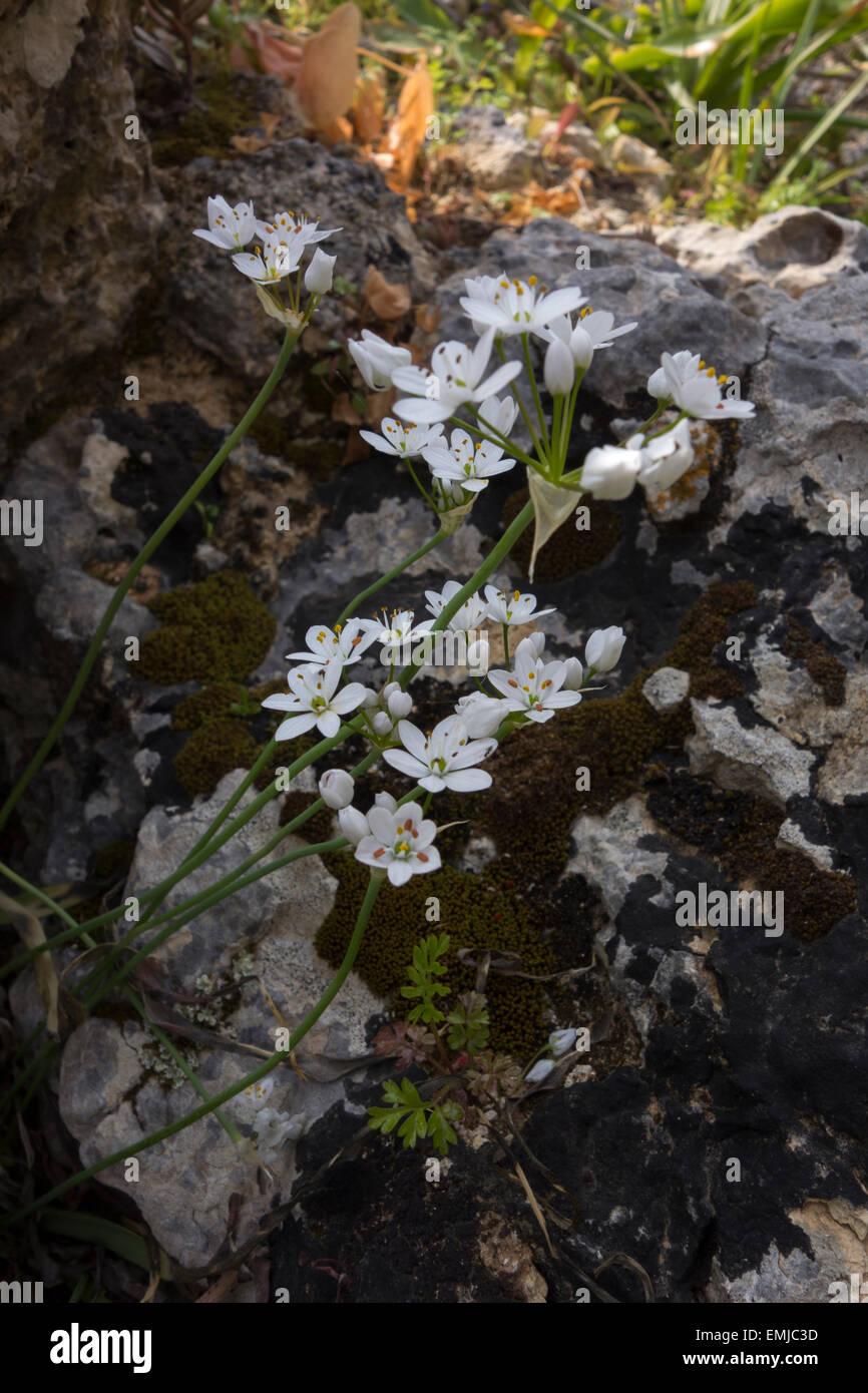 Allium spec. or False Garlic, growing on along the rocky shores of Malta, Mediterranean Sea island. Stock Photo