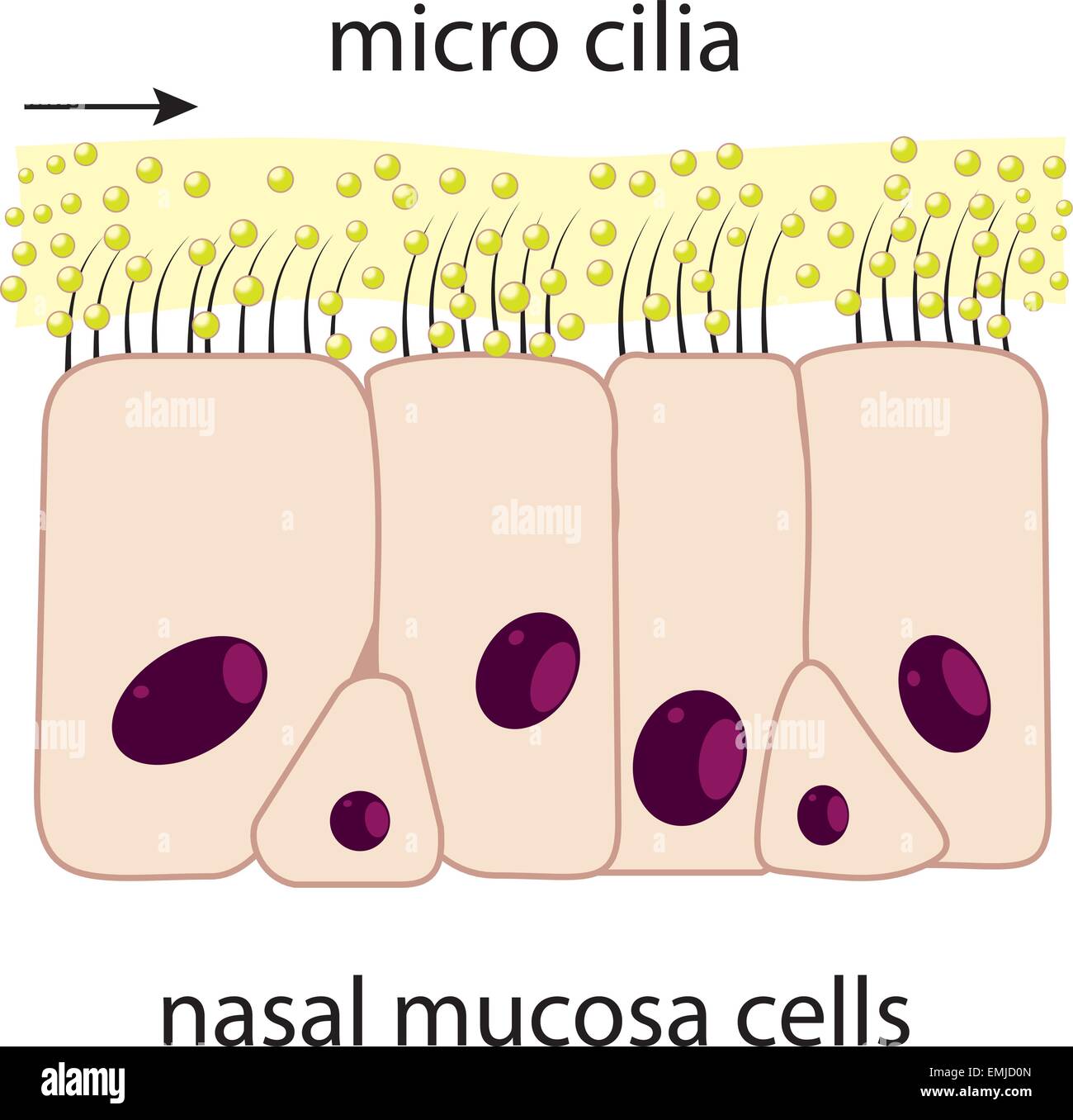 Nasal mucosa cells and micro cilia vector scheme Stock Vector