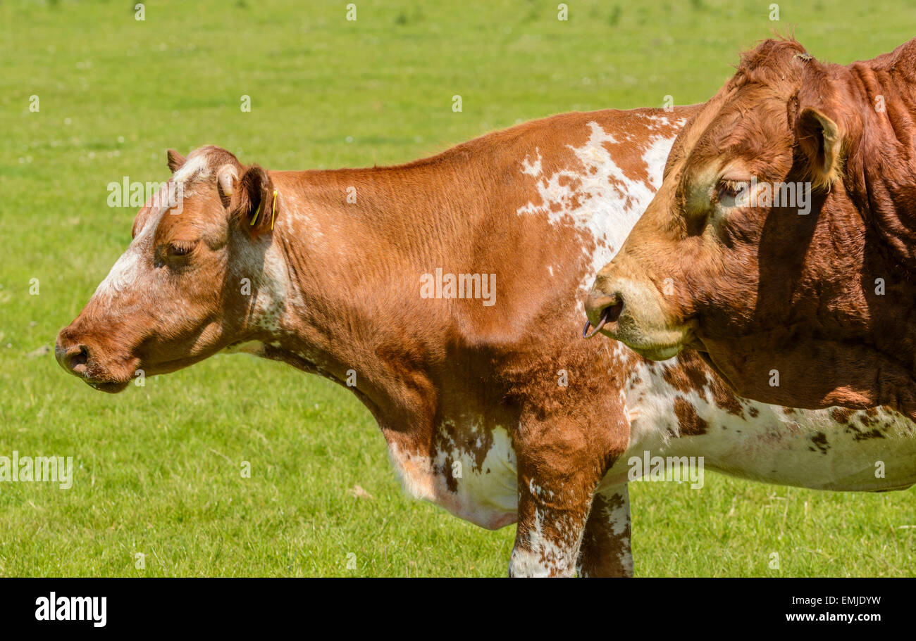A pair of brown and white cows in a field in the UK. Stock Photo