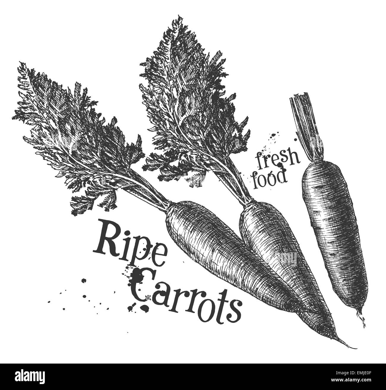 Large carrots Black and White Stock Photos & Images - Alamy