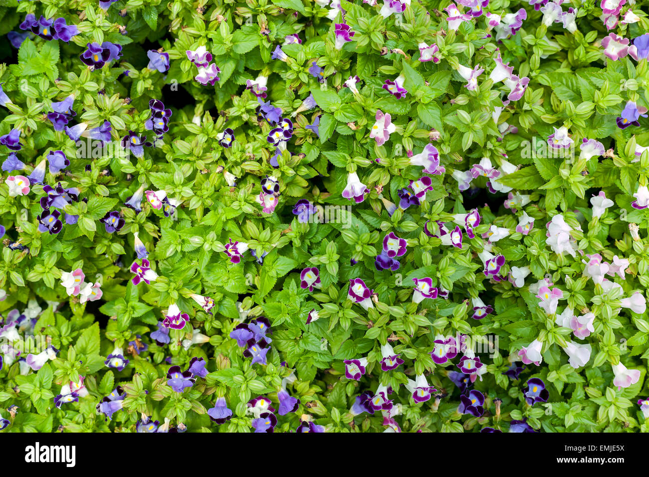 Flower background texture beautiful violet Pink Trumpet Vine Romantic Stock Photo