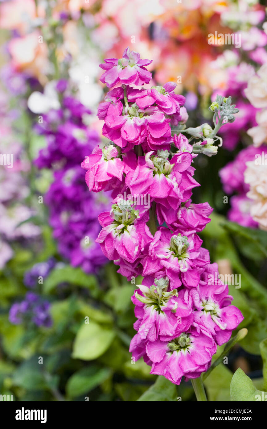 Matthiola. Colourful scented stocks on display. Stock Photo
