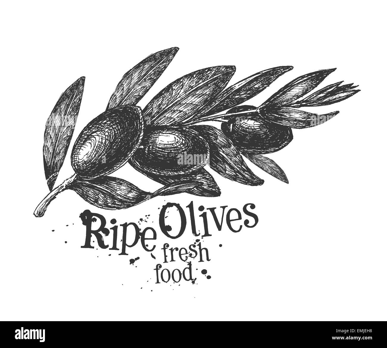 olives on a white background. sketch Stock Photo