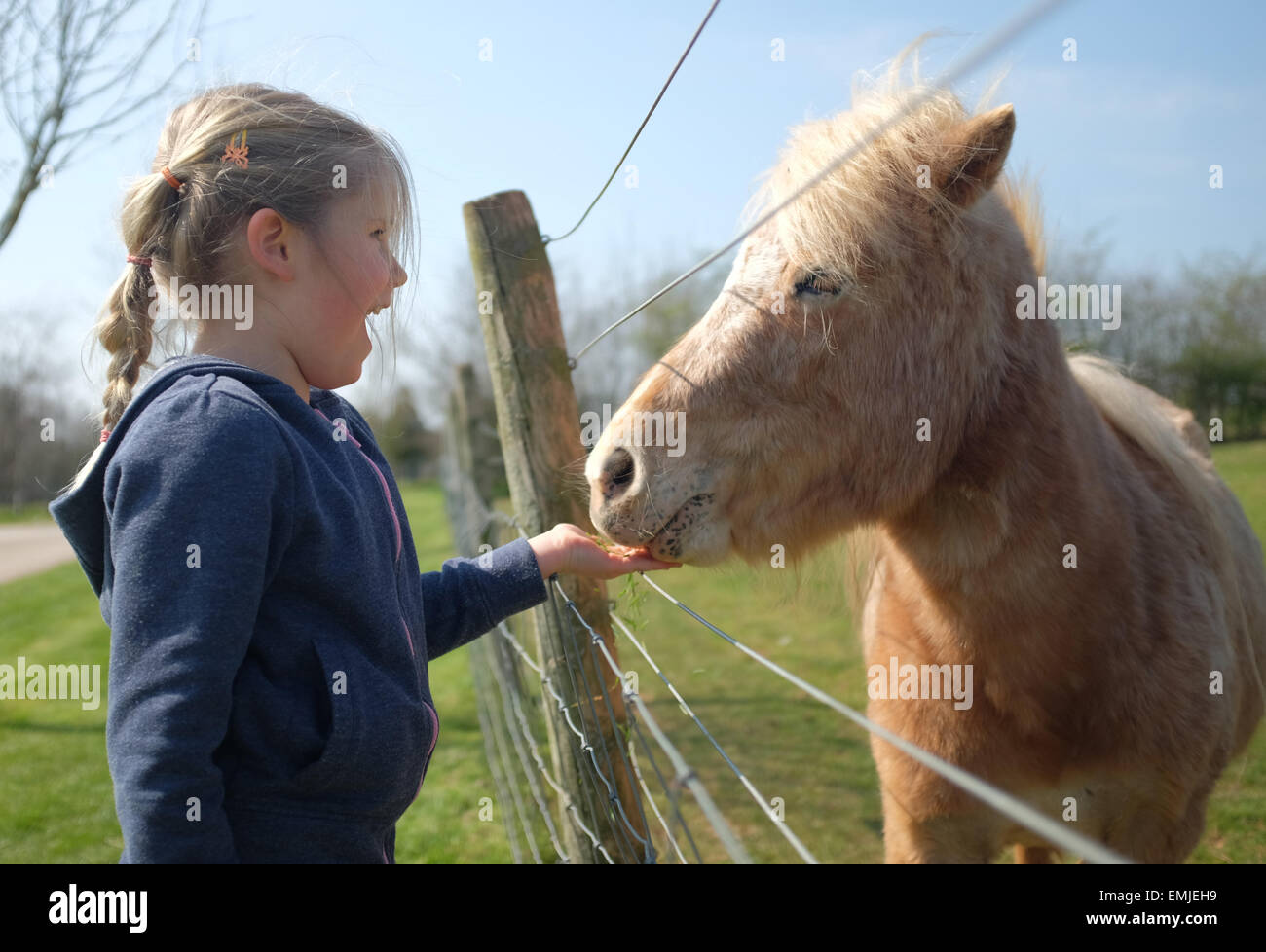 A young girl laughs as she feeds a miniature Shetland Pony Stock Photo