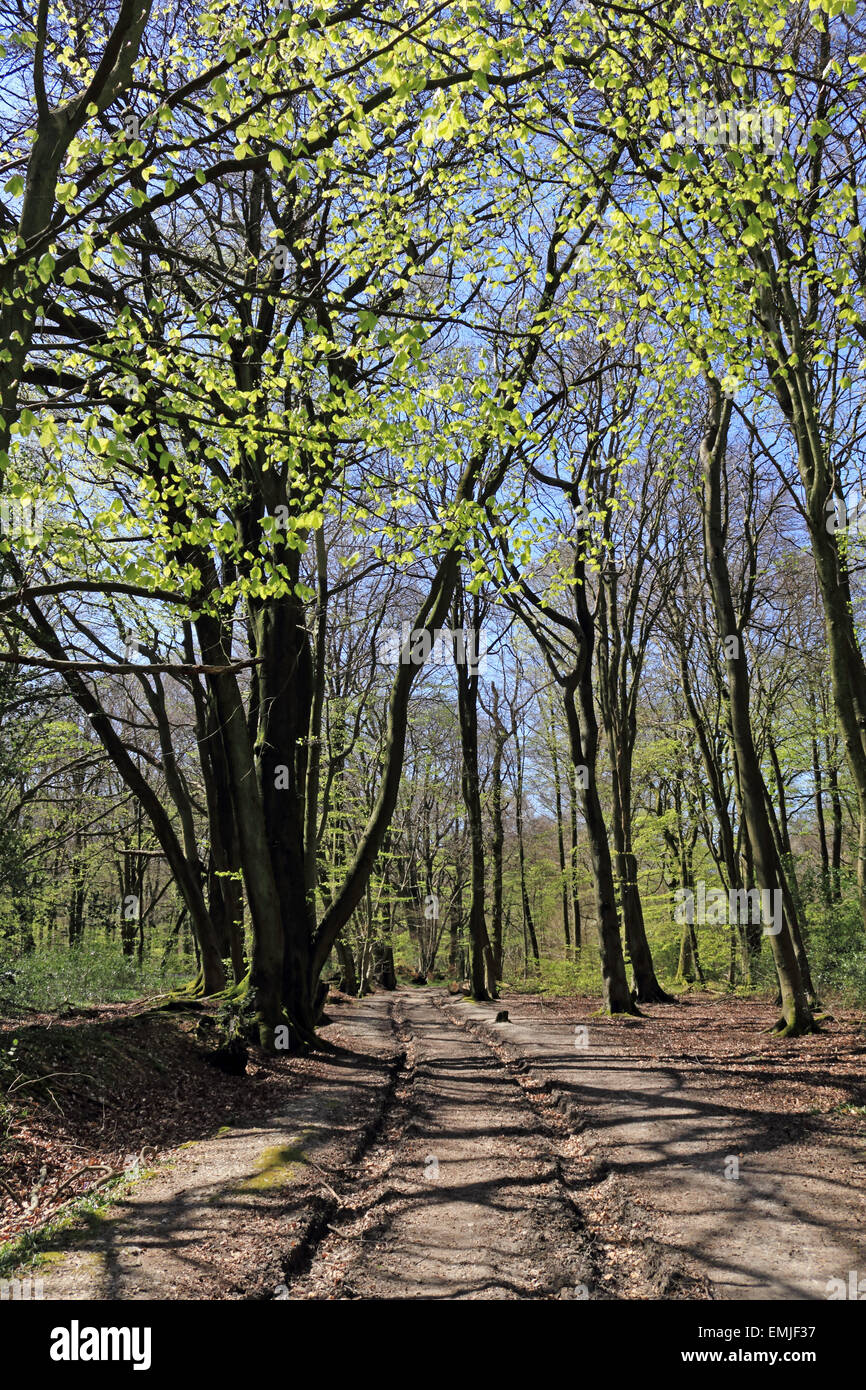 Mature beech trees fresh new hi-res stock photography and images - Alamy