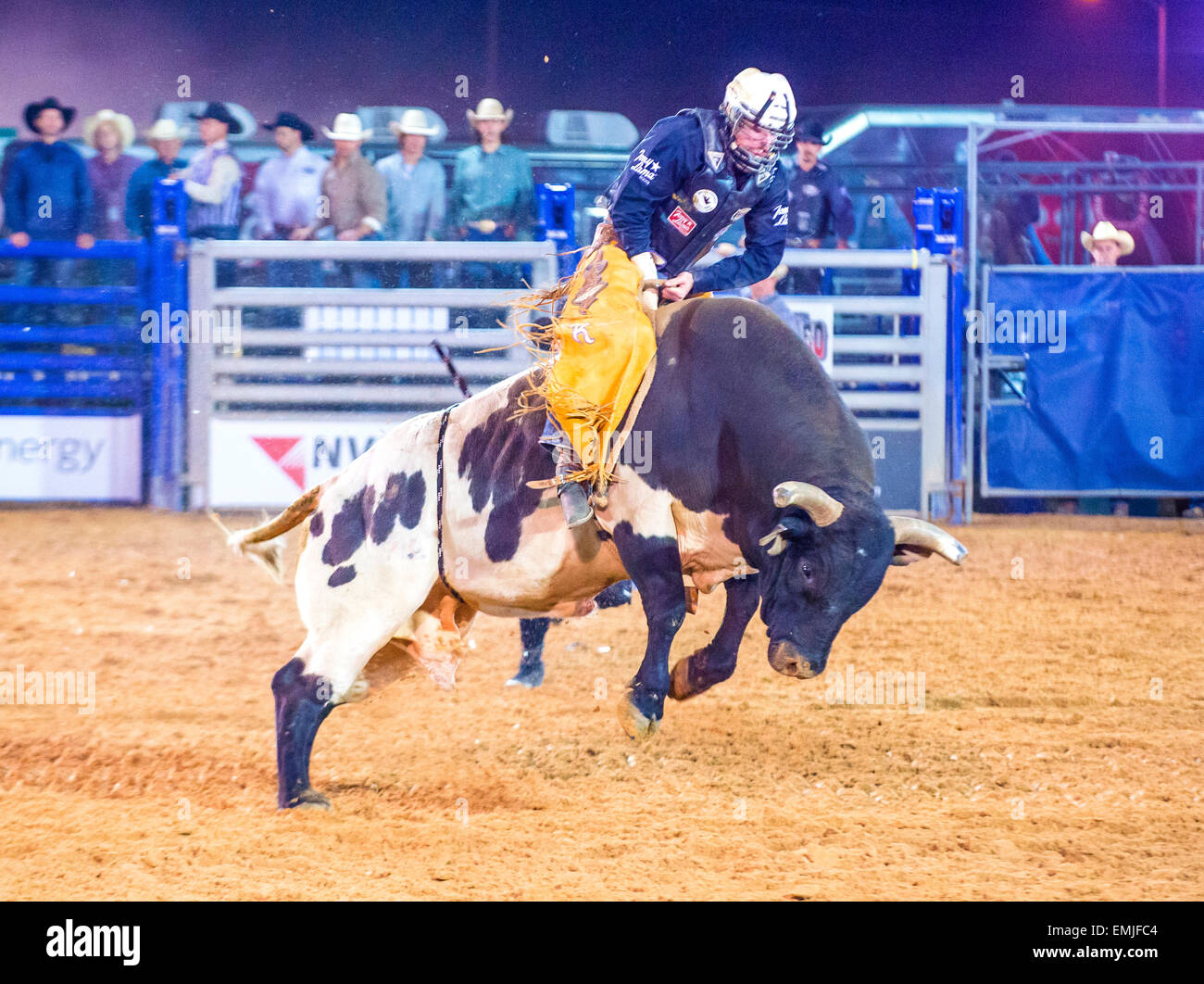 Cowboy Participating in a Bull riding Competition at the Clark County ...
