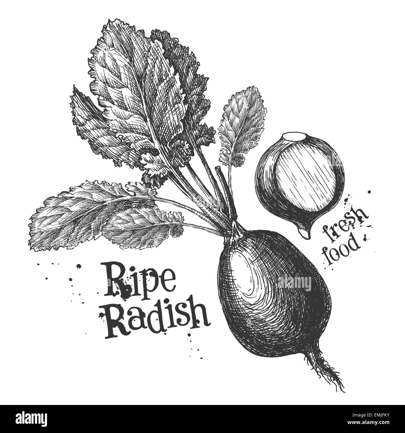 radish on a white background. sketch Stock Photo