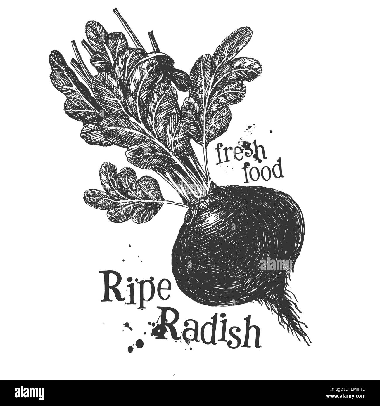 ripe radish on a white background. sketch Stock Photo