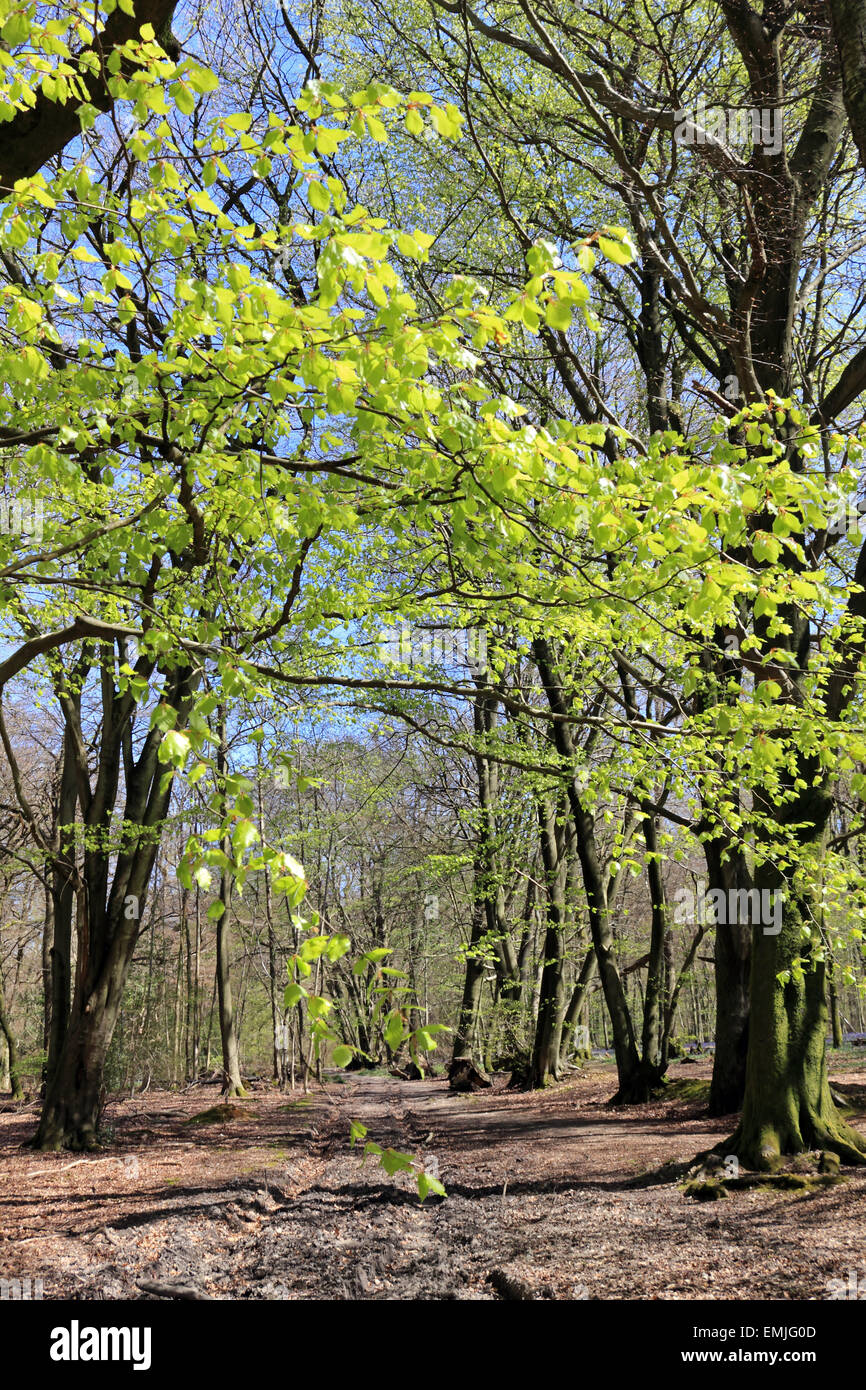 Beech woodland at spring time, Surrey England UK Stock Photo Alamy