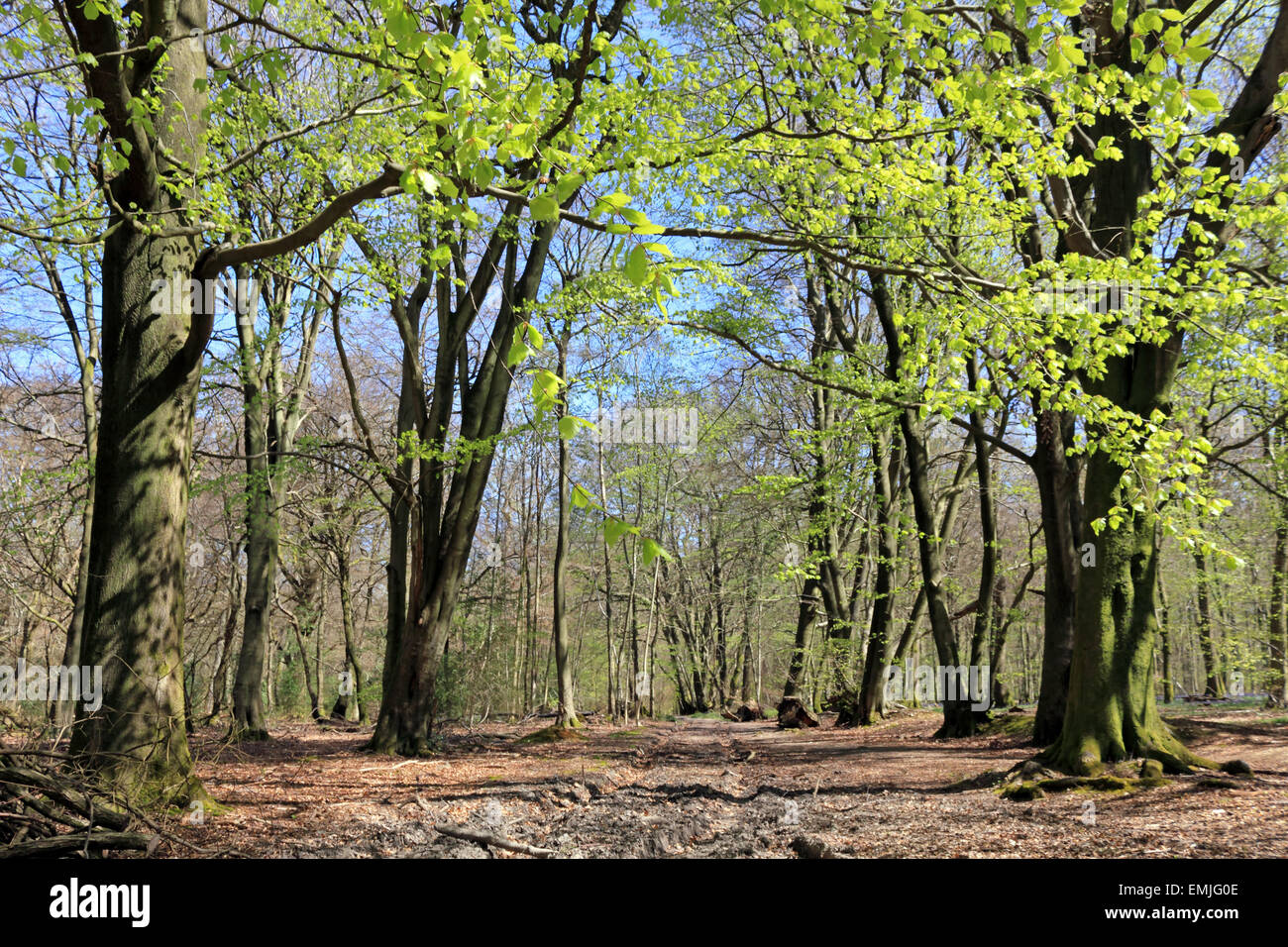 Beech woodland at spring time, Surrey England UK Stock Photo Alamy