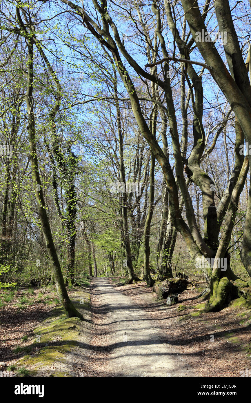 Beech woodland at spring time, Surrey England UK Stock Photo Alamy