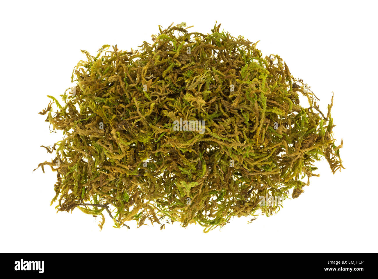A small pile of floral moss used for flower arrangements Stock Photo - Alamy