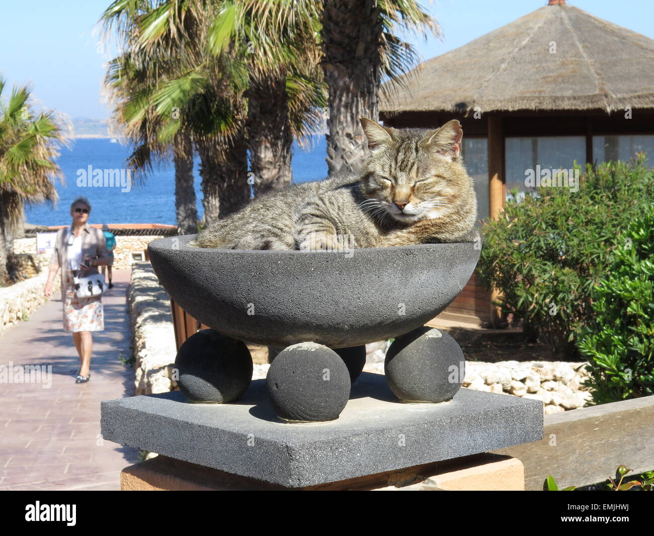 Tabby Cat asleep in a bowl. Stock Photo