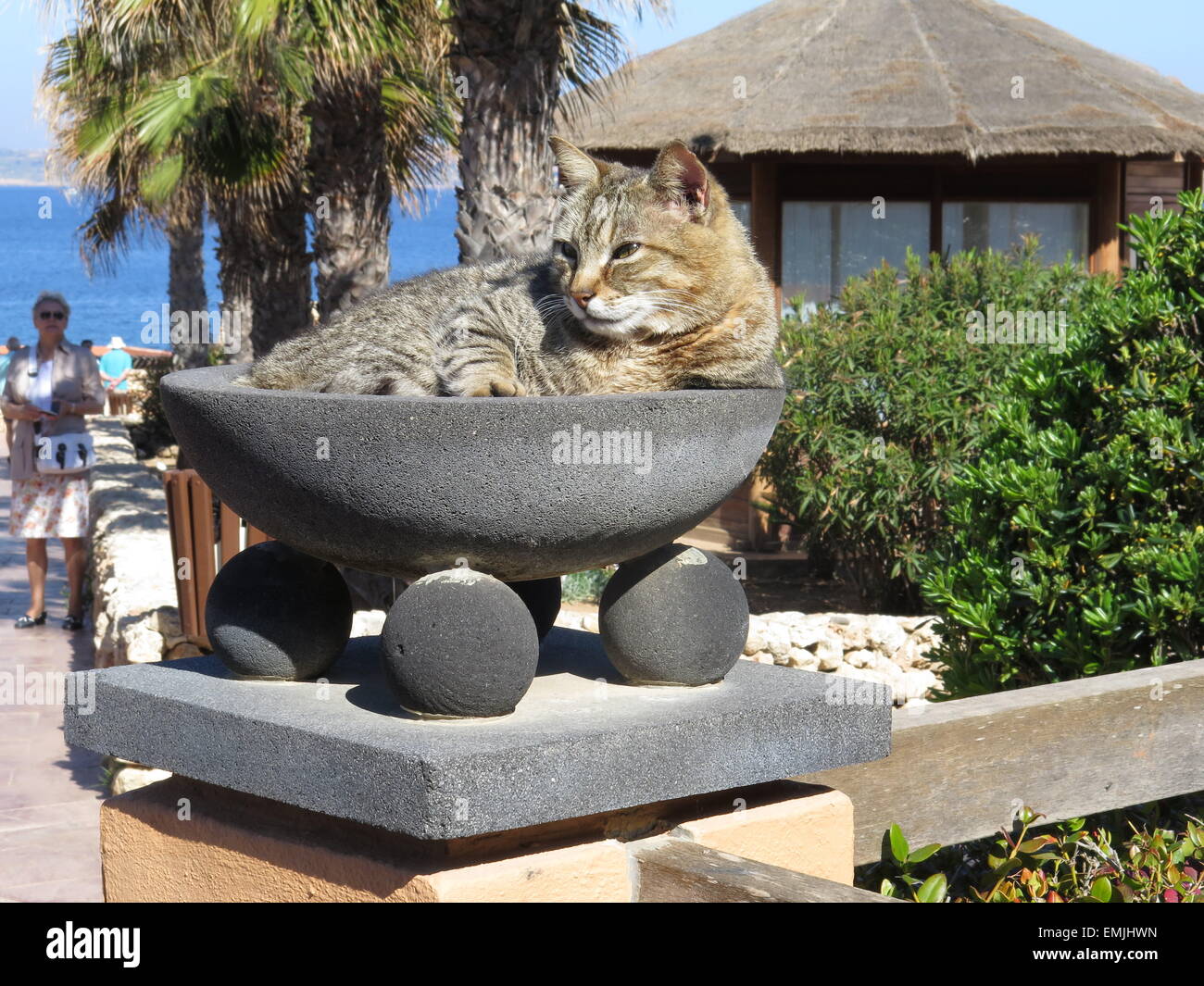 Tabby Cat in a bowl. Stock Photo