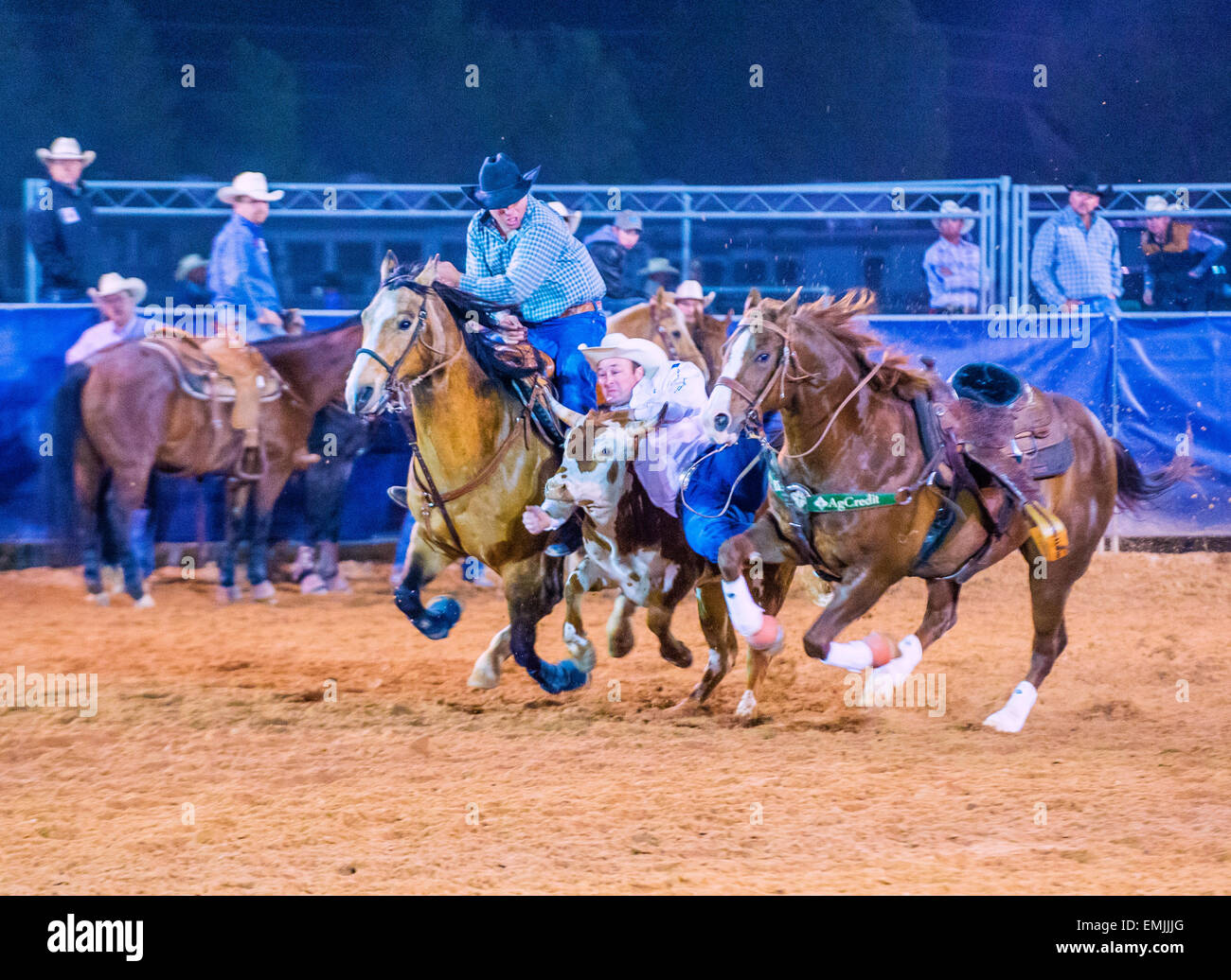 Cowboy Participating in a Steer wrestling Competition at the Clark ...