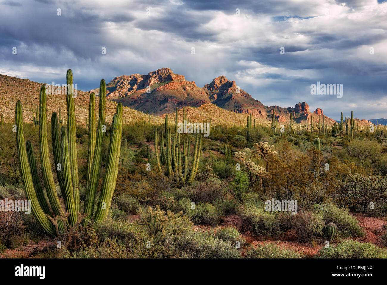 Last light on the Ajo Mountain Range along Arizona's southern border in Organ Pipe National Monument and the Sonoran Desert. Stock Photo