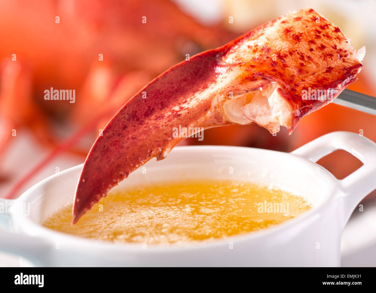 A delicious atlantic lobster claw with melted garlic butter. Stock Photo