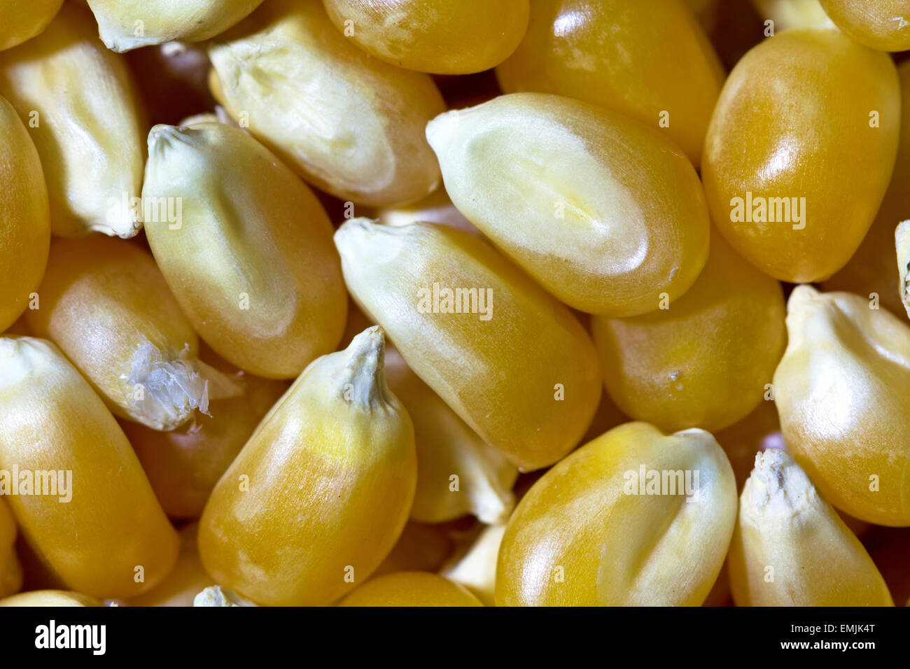 A very close view of organic yellow popcorn Stock Photo Alamy