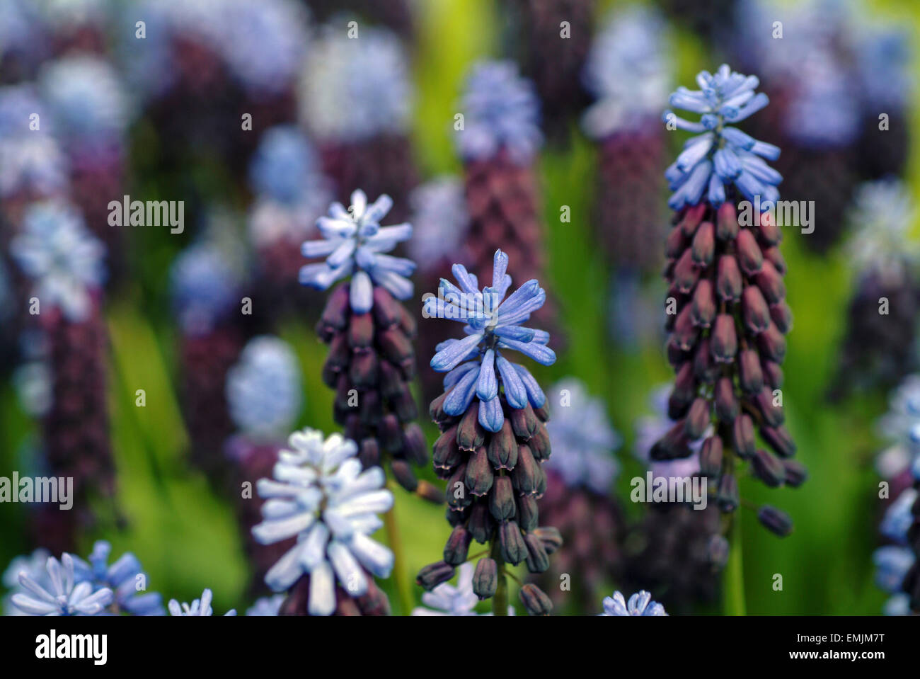 Blue Hyacinth (Hyacinthus orientalis) Stock Photo