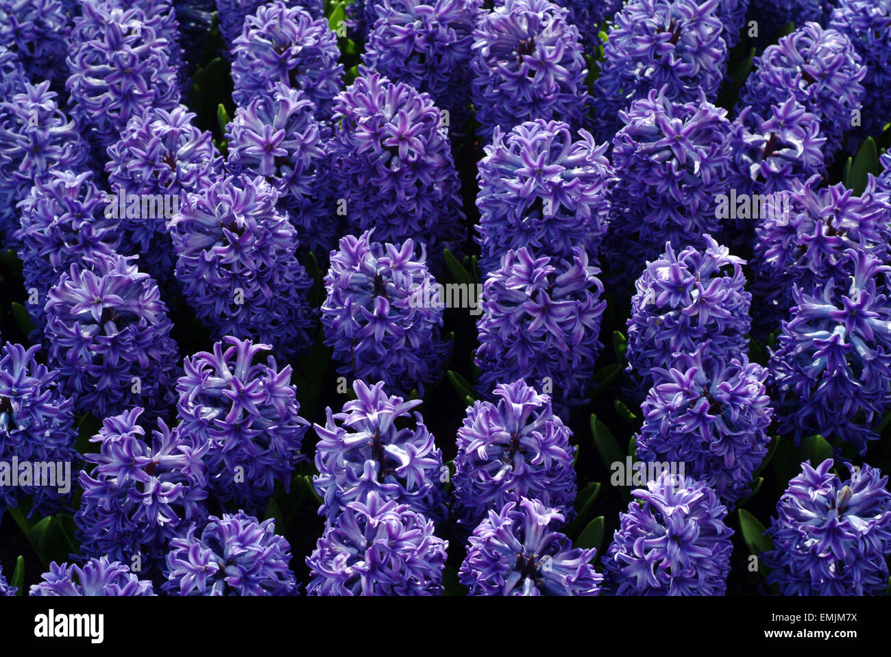 Blue Hyacinth (Hyacinthus orientalis) Stock Photo