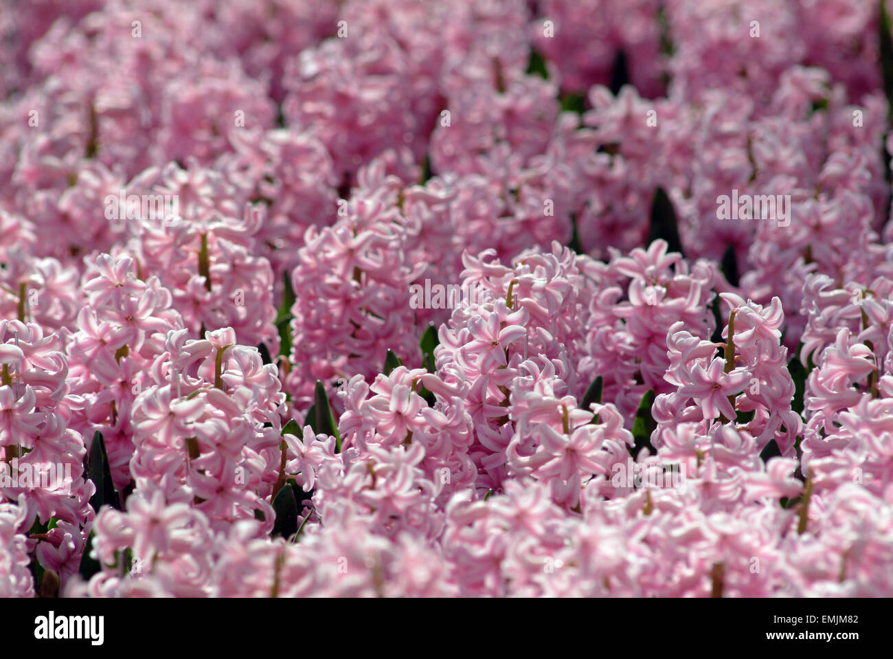 Pink Hyacinth (Hyacinthus orientalis) Stock Photo