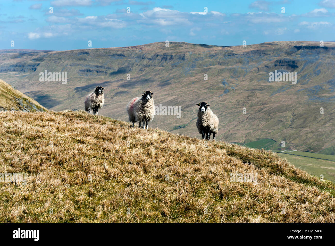 Sheep, Wild Boar Fell, near Kirkby Stephen, Cumbria, UK, with Mallerstang in the distance. A popular destination for walkers. Stock Photo