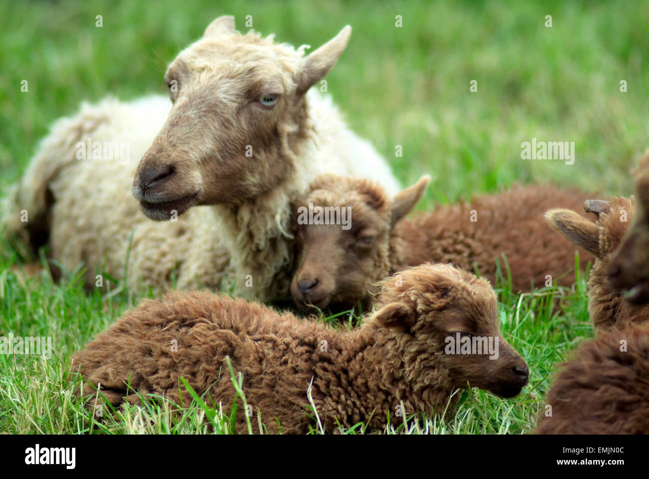 Flock of sheep laying on the grassland Stock Photo