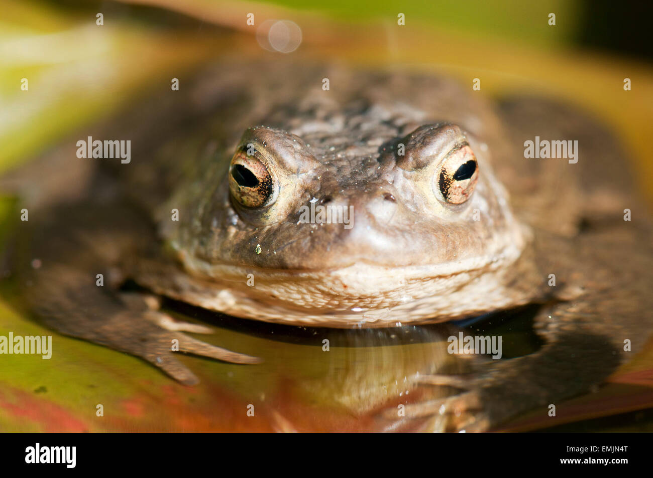 Toad Spawning Amphibian Bufo Pond Underwater High Resolution Stock ...