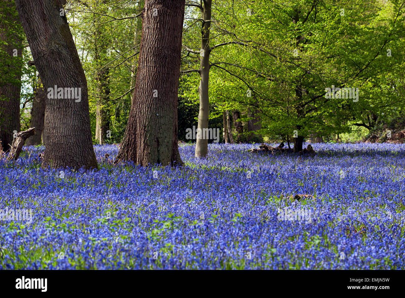 Bluebells (Endymion nonscriptus) on forest clearing england great britain UK europe Stock Photo