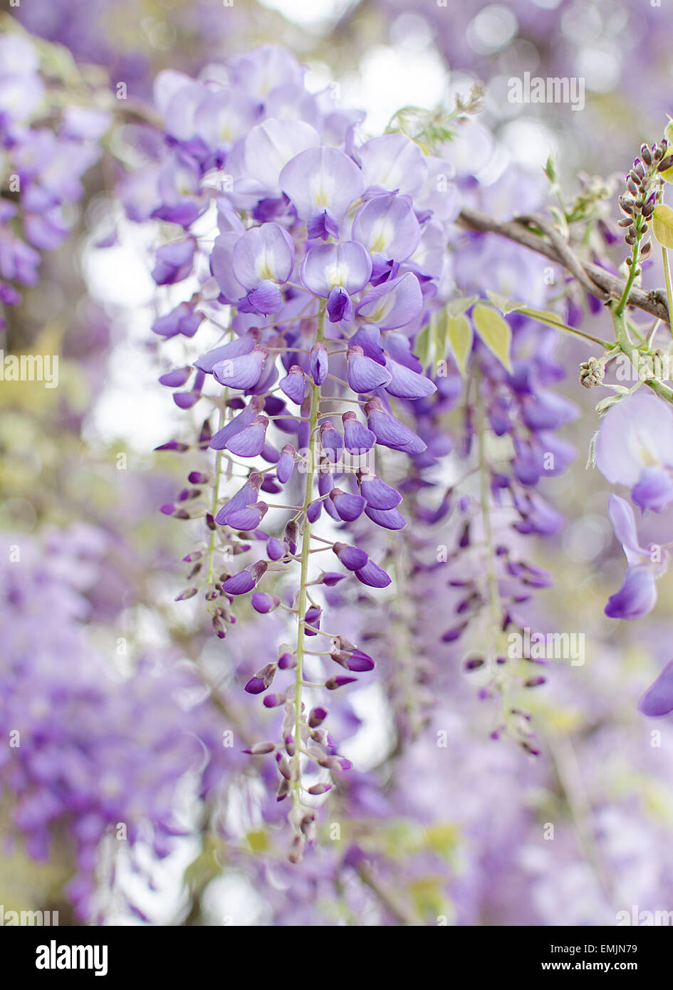 wisteria blooming in spring Stock Photo