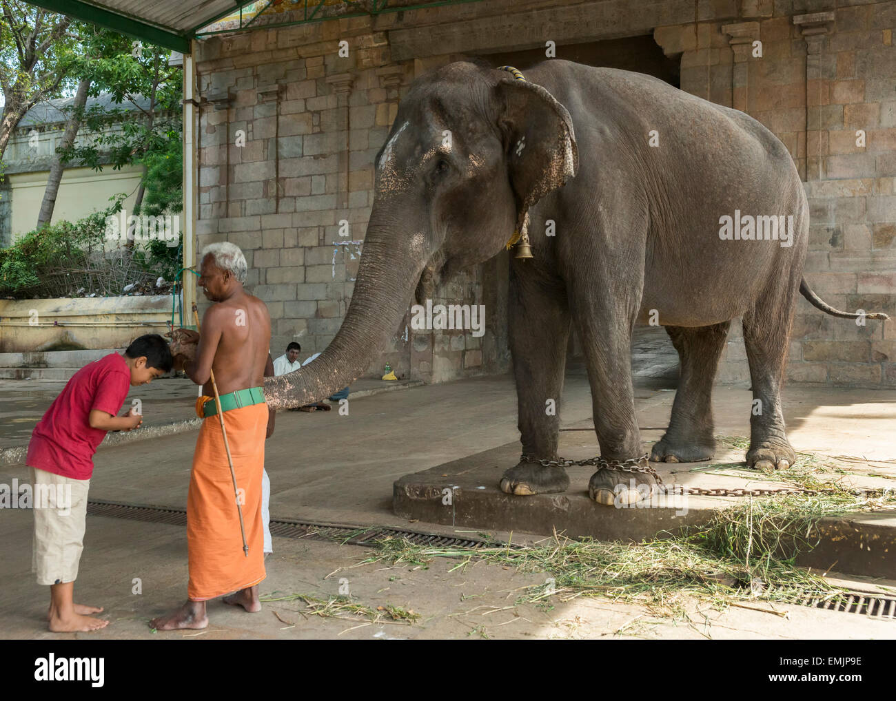 Elephant blessing at the Mahalingeswarar Temple Stock Photo Alamy