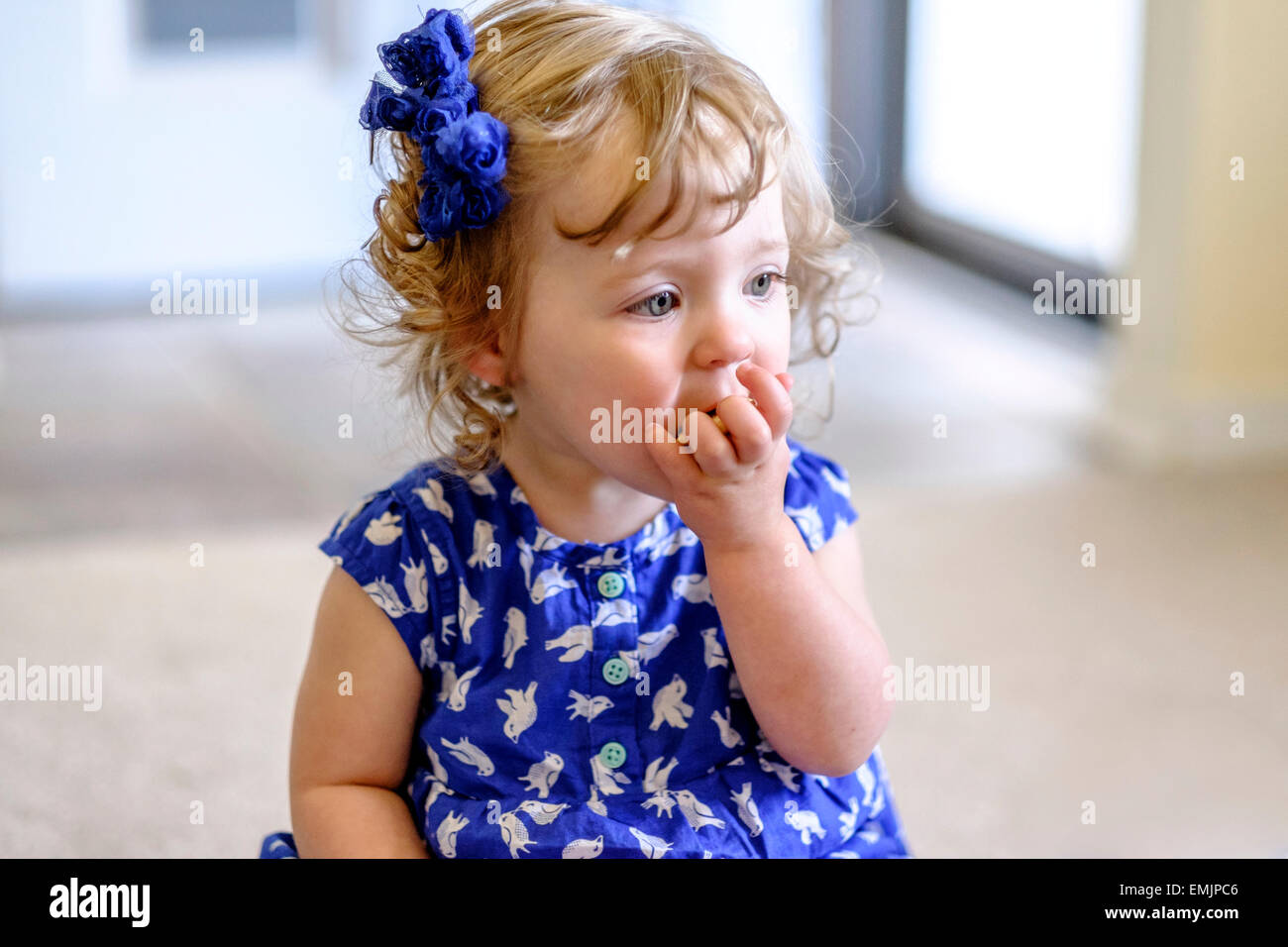 A 14 month old baby girl eats a cracker while sitting on the floor. Stock Photo
