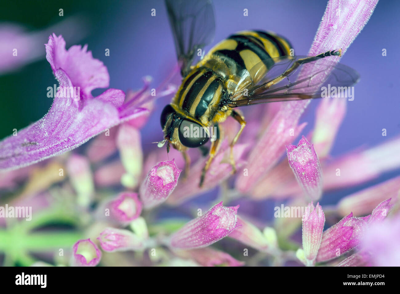 Hoverflies sometimes called flower hi-res stock photography and images ...