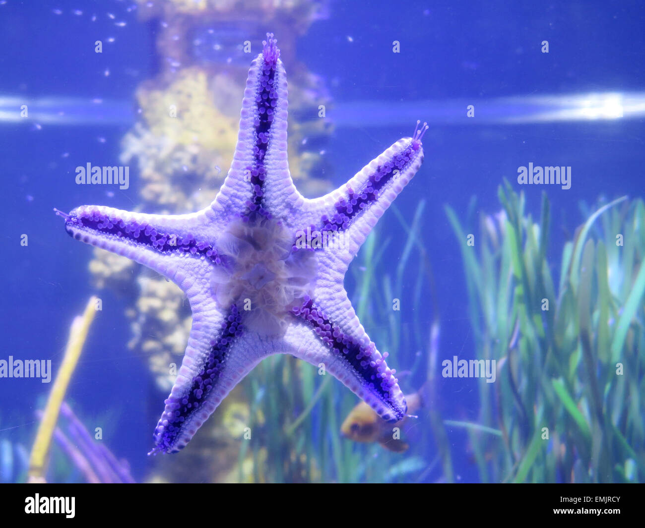 Starfish on fishbowl Stock Photo