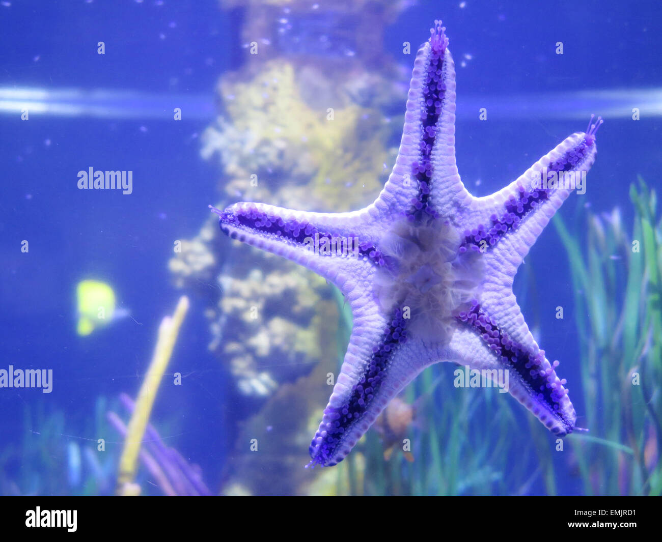 Starfish on fishbowl Stock Photo