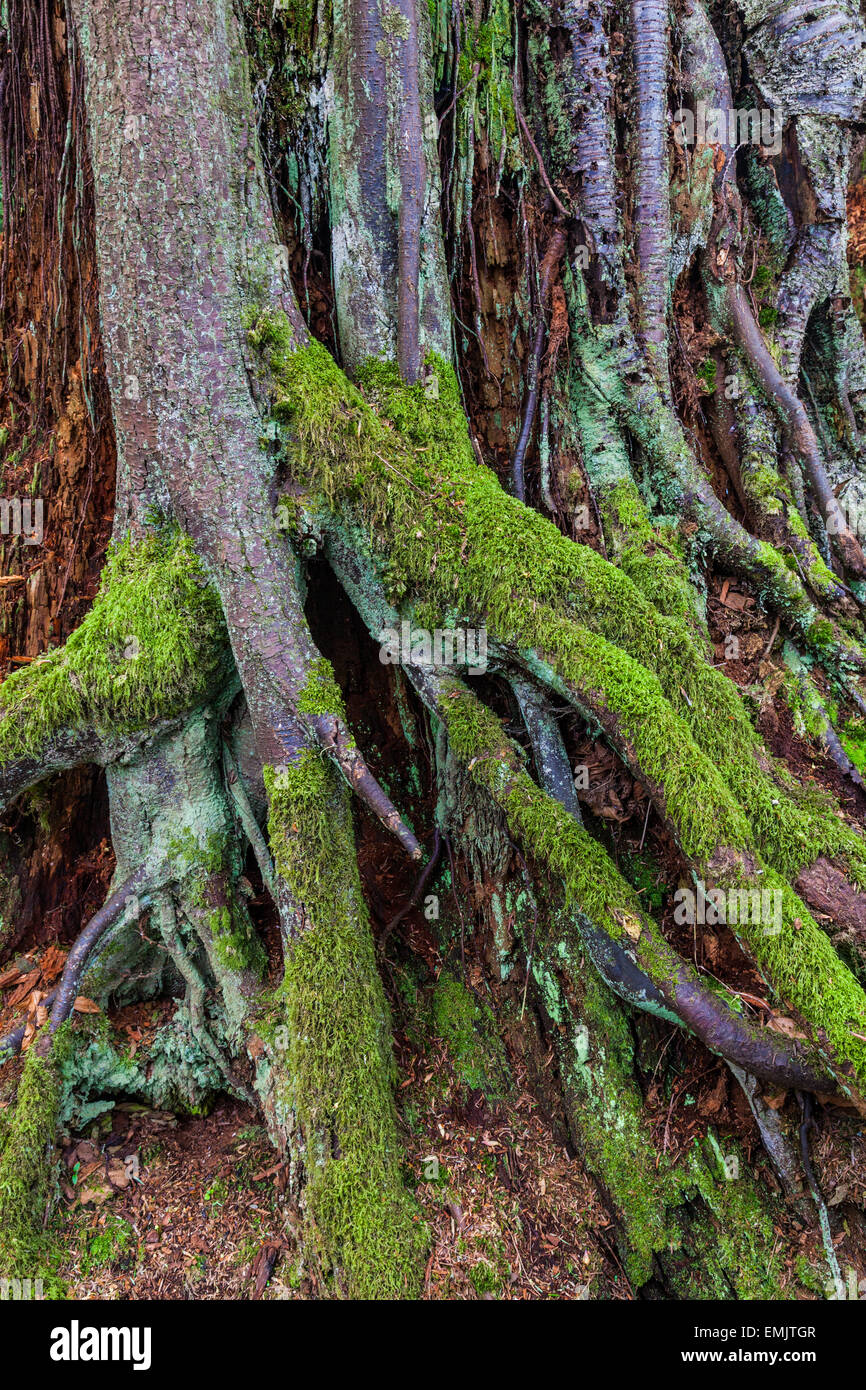 Rambling roots growing around a tree stump Stock Photo Alamy