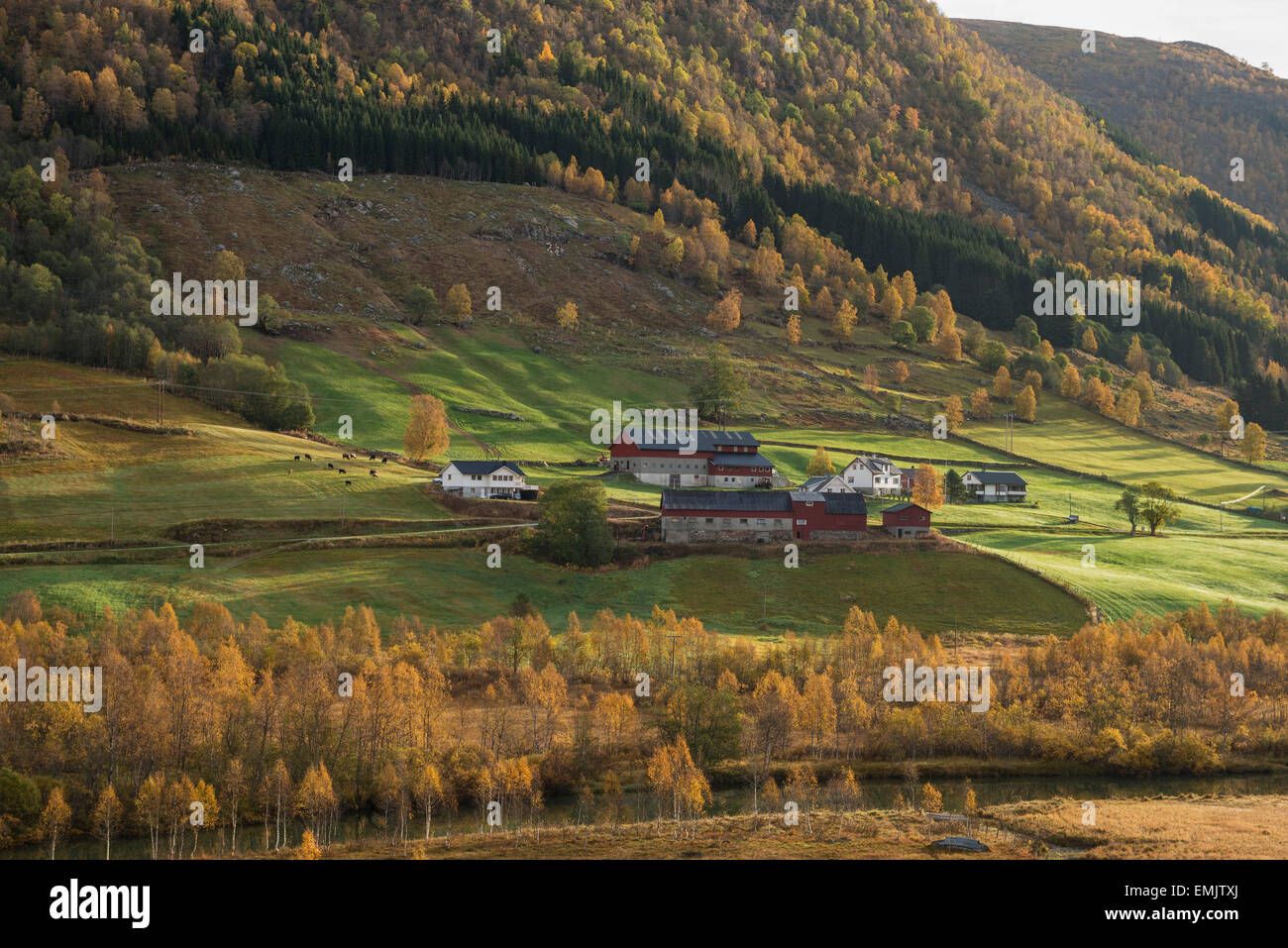 Hillside farm surrounded by colors of autumn, near Nysete, Sogn of Fjordane, Norway Stock Photo