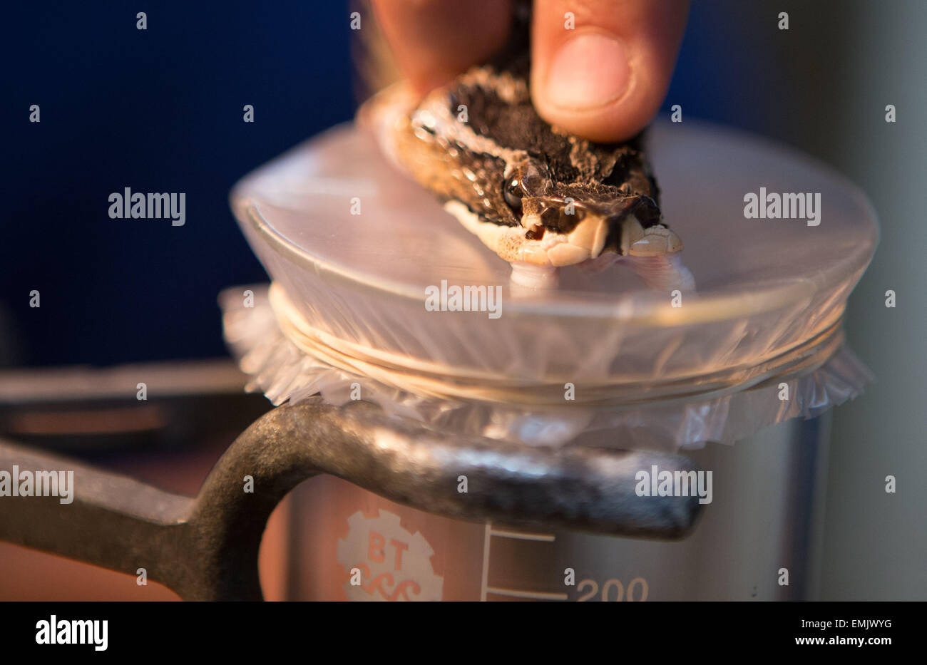 Buenos Aires, Argentina. 21st Apr, 2015. A biologist in the Poisonous Animals Area of the Antidotes Production Department of Malbran Institute press the head of a 'Yarara' snake to extract its venom in Buenos Aires, Argentina, on April 21, 2015. The Department is in charge of producing antidotes with the poison extracted from snakes, spiders and scorpions. © Martin Zabala/Xinhua/Alamy Live News Stock Photo