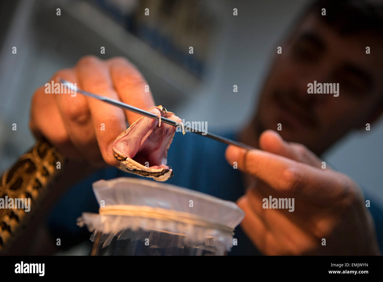 Buenos Aires, Argentina. 21st Apr, 2015. A biologist in the Poisonous Animals Area of the Antidotes Production Department of Malbran Institute, shows a drop of venom that comes from the fangs of a 'Yarara' snake in Buenos Aires, Argentina, on April 21, 2015. The Department is in charge of producing antidotes with the poison extracted from snakes, spiders and scorpions. © Martin Zabala/Xinhua/Alamy Live News Stock Photo