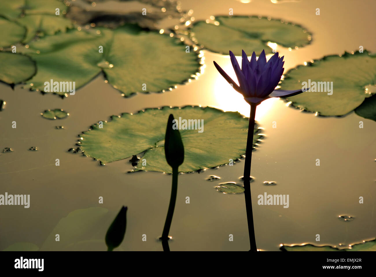 Beautiful lotus flower on water Stock Photo