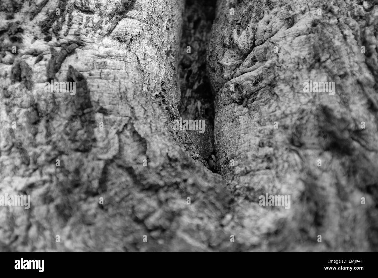 Oak Grove Campground in Cleveland National Forest, California Stock